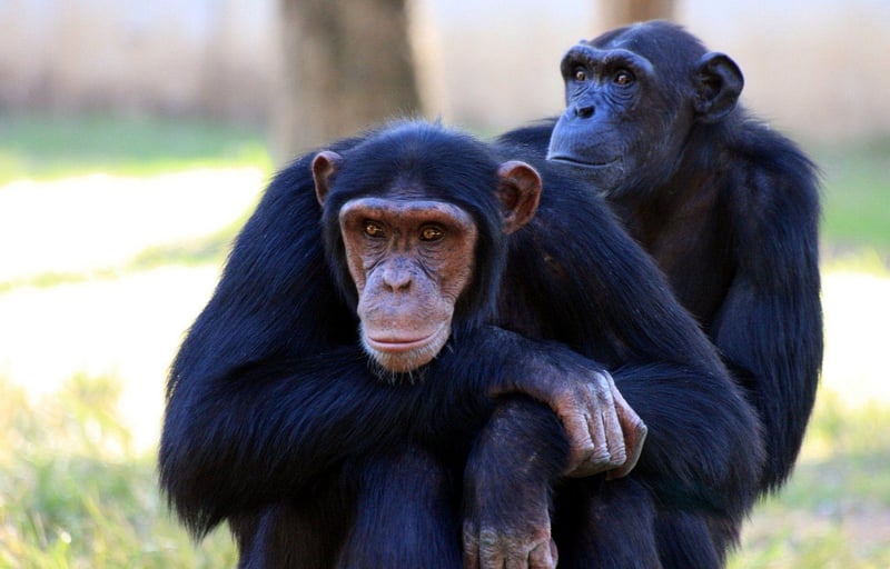 Intelligent Species